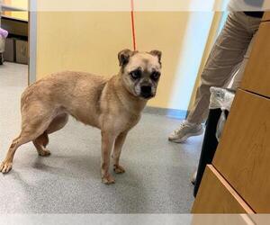 Pugairn Dogs for adoption in Orange, CA, USA