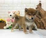Small Photo #6 Shiba Inu Puppy For Sale in SAN FRANCISCO, CA, USA
