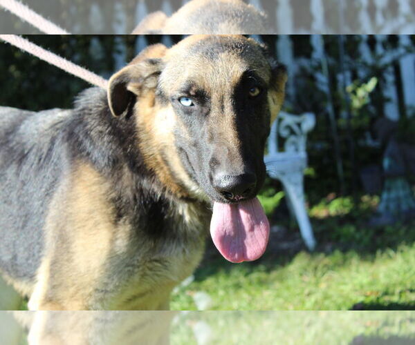 Medium Photo #2 German Shepherd Dog Puppy For Sale in Holly Hill, SC, USA
