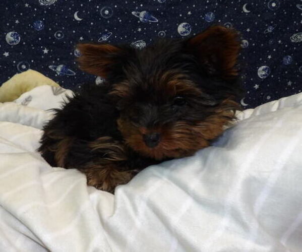 Medium Photo #44 Yorkshire Terrier Puppy For Sale in PATERSON, NJ, USA