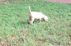 Small Photo #7 Labrador Retriever Puppy For Sale in BARNESVILLE, GA, USA
