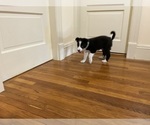 Small #6 Border Collie