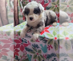 Miniature Australian Shepherd Puppy for sale in CANTON, OH, USA