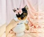 Small #3 Yorkshire Terrier
