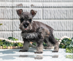 Medium Schnauzer (Miniature)