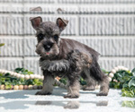 Puppy Bitsy Schnauzer (Miniature)
