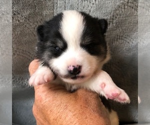 Medium Pomsky
