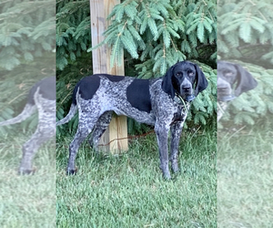 Mother of the Bluetick Coonhound puppies born on 05/26/2022