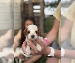 Small Photo #58 Goldendoodle (Miniature) Puppy For Sale in FREDERICA, DE, USA