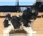 Small Photo #1 Shih Tzu Puppy For Sale in HASTINGS, MI, USA