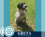 Small #2 German Shorthaired Pointer