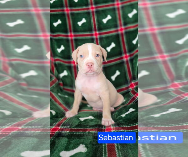 Medium Photo #2 American Pit Bull Terrier-Unknown Mix Puppy For Sale in Duluth, MN, USA