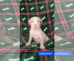 Small #1 American Pit Bull Terrier Mix