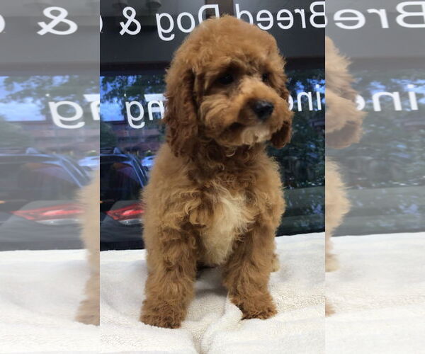 Medium Photo #1 Cock-A-Poo Puppy For Sale in Lincolnwood, IL, USA