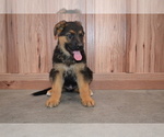 Small #2 German Shepherd Dog