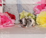 Small Photo #72 Chihuahua Puppy For Sale in CHARLESTON, AR, USA