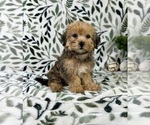 Small #4 Shorkie Tzu