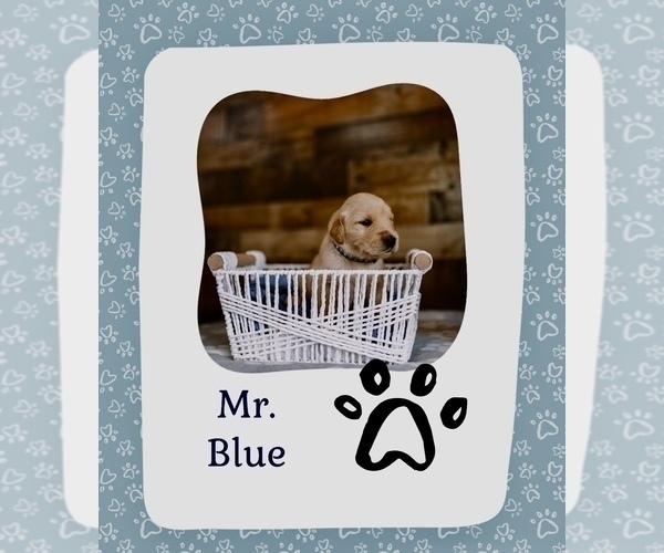 Medium Photo #5 Golden Retriever Puppy For Sale in VERONA, KY, USA