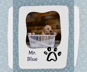 Medium Golden Retriever