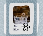 Puppy Mr Blue Golden Retriever