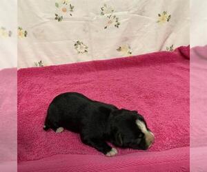 Mutt Dogs for adoption in Modesto, CA, USA