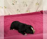 A613149 - Female Mutt Dog for Adoption - Small photo