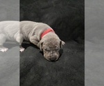 Small #3 Great Dane