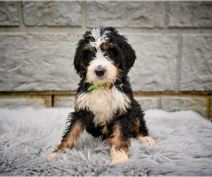 Bernedoodle Puppy for sale in MILLERSBURG, OH, USA