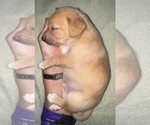 Image preview for Ad Listing. Nickname: Pooh bear