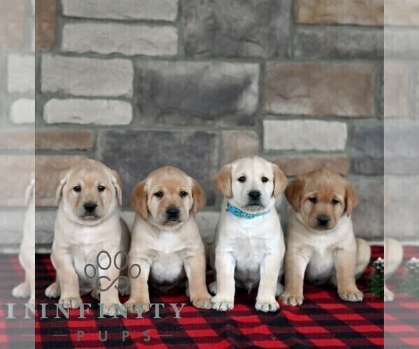 Medium Photo #3 Labrador Retriever Puppy For Sale in SELINSGROVE, PA, USA