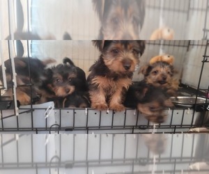 Yorkshire Terrier Litter for sale in AKRON, OH, USA