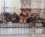Image preview for Ad Listing. Nickname: Litter of 9