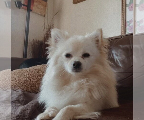 Medium Photo #1 Pomeranian Puppy For Sale in Agoura Hills, CA, USA
