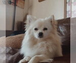 Small Pomeranian