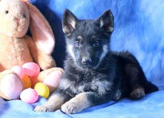 German Shepherd Dog Puppy for sale in MOUNT JOY, PA, USA
