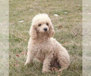 Mother of the Poodle (Miniature) puppies born on 07/02/2026