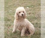 Small Photo #1 Poodle (Miniature) Puppy For Sale in HONEY BROOK, PA, USA