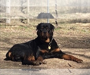 Father of the Rottweiler puppies born on 11/22/2025