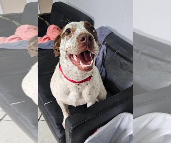 Medium Photo #1 Brittany-Unknown Mix Puppy For Sale in DuQuoin, IL, USA