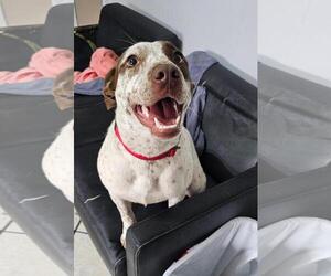 Brittany-Unknown Mix Dogs for adoption in DuQuoin, IL, USA