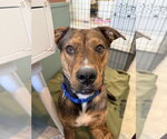 Small German Shepherd Dog Mix