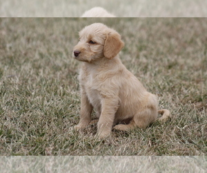 Labradoodle Puppy for Sale in MEMPHIS, Missouri USA