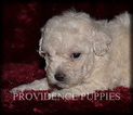 Small Photo #2 Poodle (Miniature) Puppy For Sale in COPPOCK, IA, USA