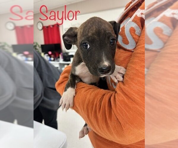 Medium Photo #1 American Pit Bull Terrier-Unknown Mix Puppy For Sale in San Angelo, TX, USA