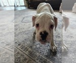 Small Photo #28 Boxer Puppy For Sale in LAUREL, DE, USA