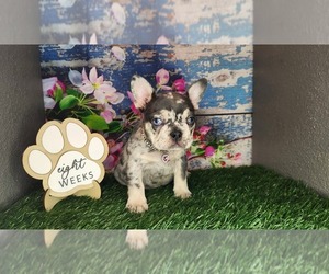 French Bulldog Puppy for sale in MARYVILLE, TN, USA