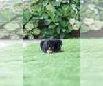 Small Photo #19 Rottweiler Puppy For Sale in NAPA, CA, USA