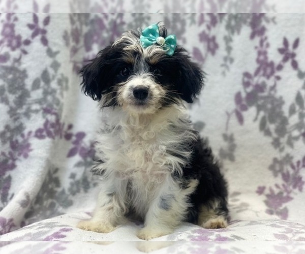 Medium Photo #5 Aussiedoodle Miniature  Puppy For Sale in LAKELAND, FL, USA