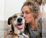 Small #2 Beagle Mix