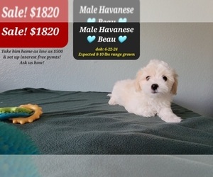 Havanese Puppy for Sale in TUCSON, Arizona USA